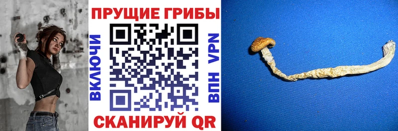 Галлюциногенные грибы Cubensis  Купить  Касимов 